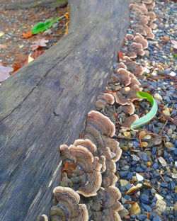 Nature's Art