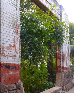 Old Wall, New Growth