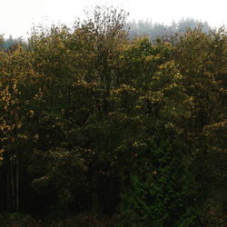 Trees