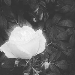 Summer Rose.