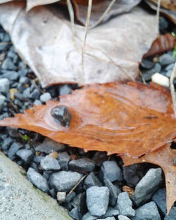 Leaf Puddle