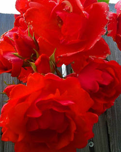 Fall Roses