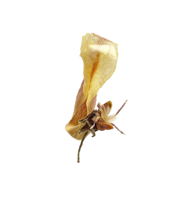 F. marlii