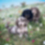 puppies.jpg
