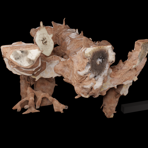 Asteroxylon mackiei anatomical reconstruction