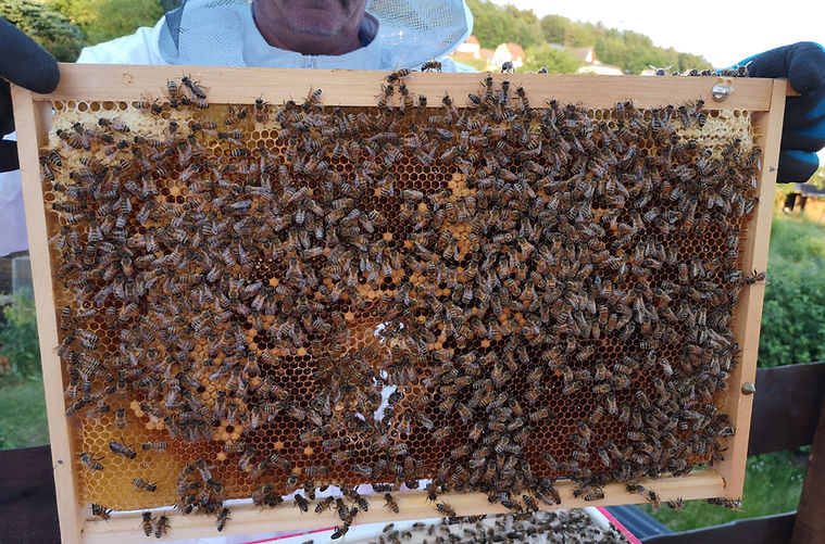 Eine Brutwabe voller Bienen