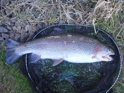 Caught on Orange Fritz