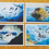 Thumbnail: 6 Postcard Set - Diver Wonder