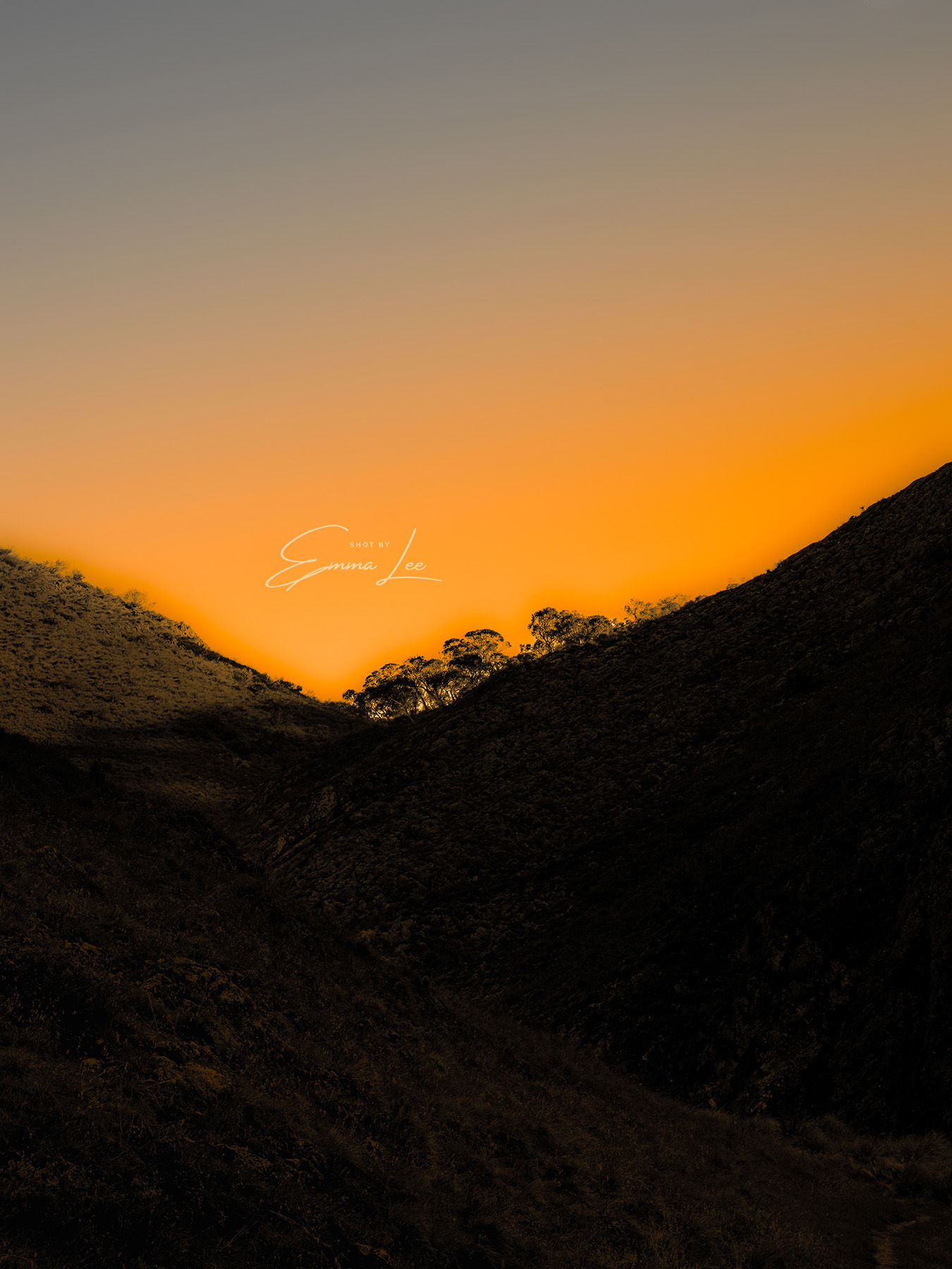 Sunlit Canopy