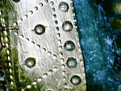 digital microscope picture