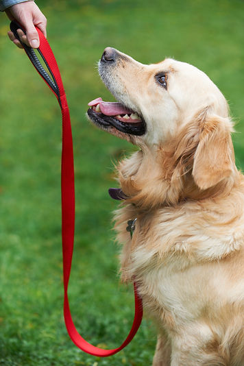 dog-obedience-training-63247729.jpg