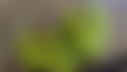 Discovering Soursop: A Tropical Gift from Nature