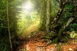 chemin forestier