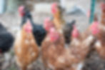nos poules!!!