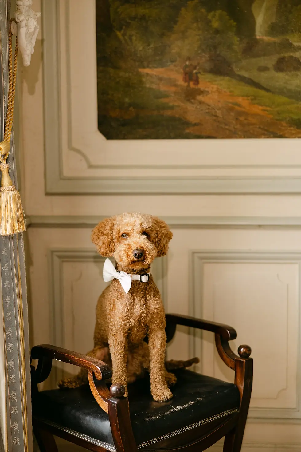 Hugo the dog. Hannah Bursuk photographer. S&V June 25