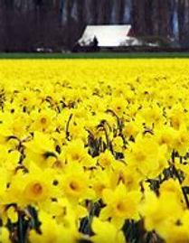 daffodils.jpg