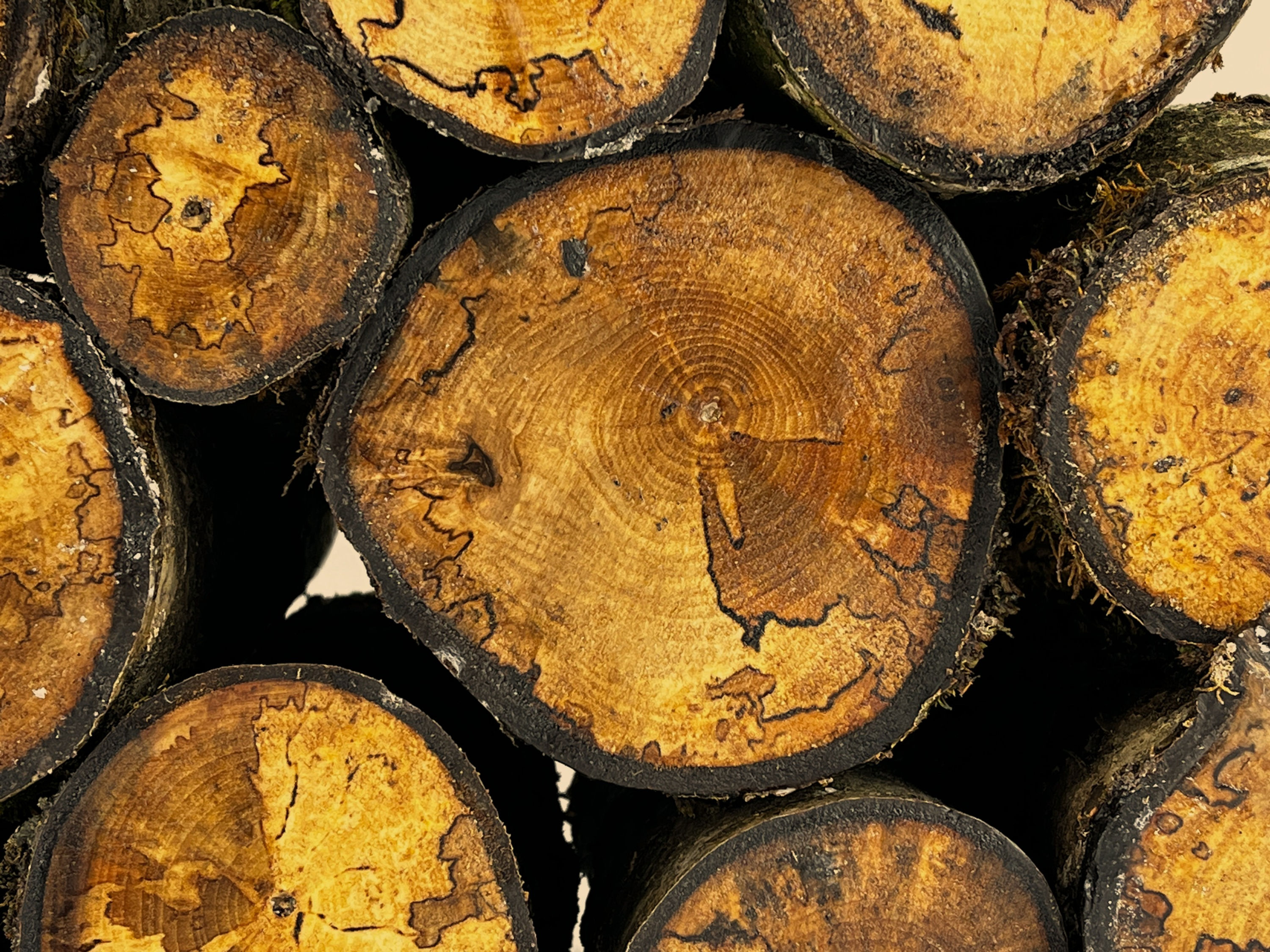 Spalted English Walnut Woodturning Log Blanks