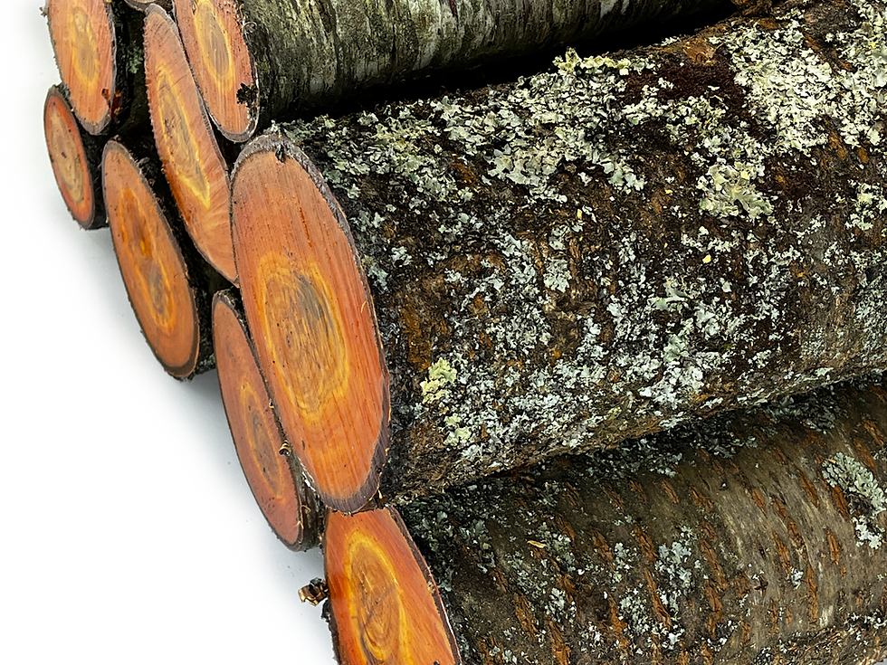 Thumbnail: Wild Cherry Woodturning Log Blanks