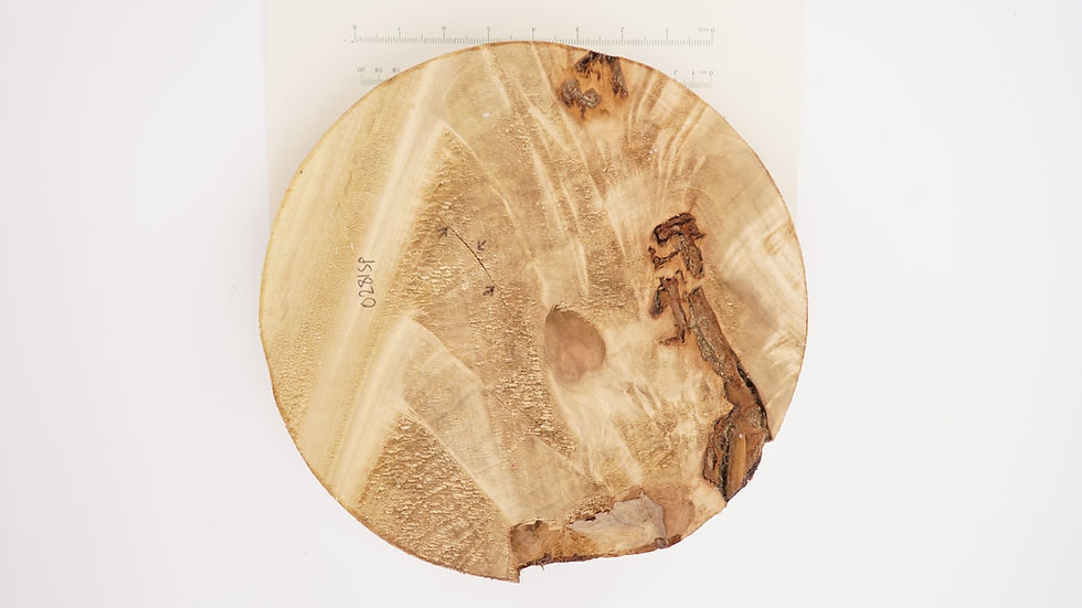 Thumbnail: Silky Ripple Poplar Bowl Blank
