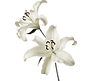 2e8fef1a-1e67-4e6f-aae8-691c5989f0a7.png