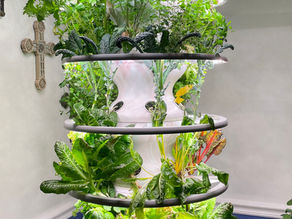Farming Fresh Produce Inside Your Home