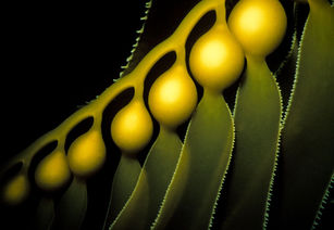 Close-up of giant kelp with glowing air bladders and serrated blades underwater in the Channel Islands, California, against a black background, fine art ocean photography.