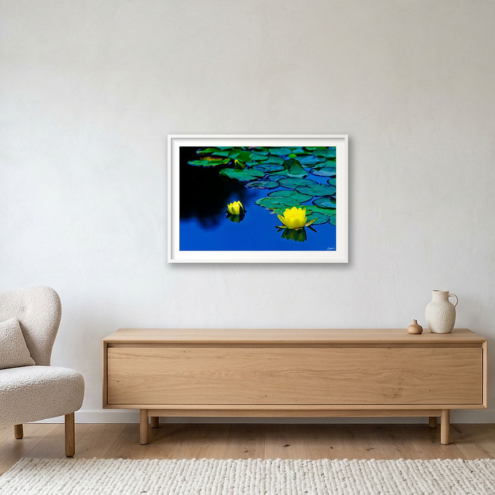 Thumbnail: Golden Stillness | Fine Art Nature Photography