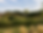 hedge