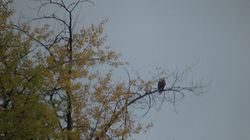 Eagle at Tl'azt'en territory.