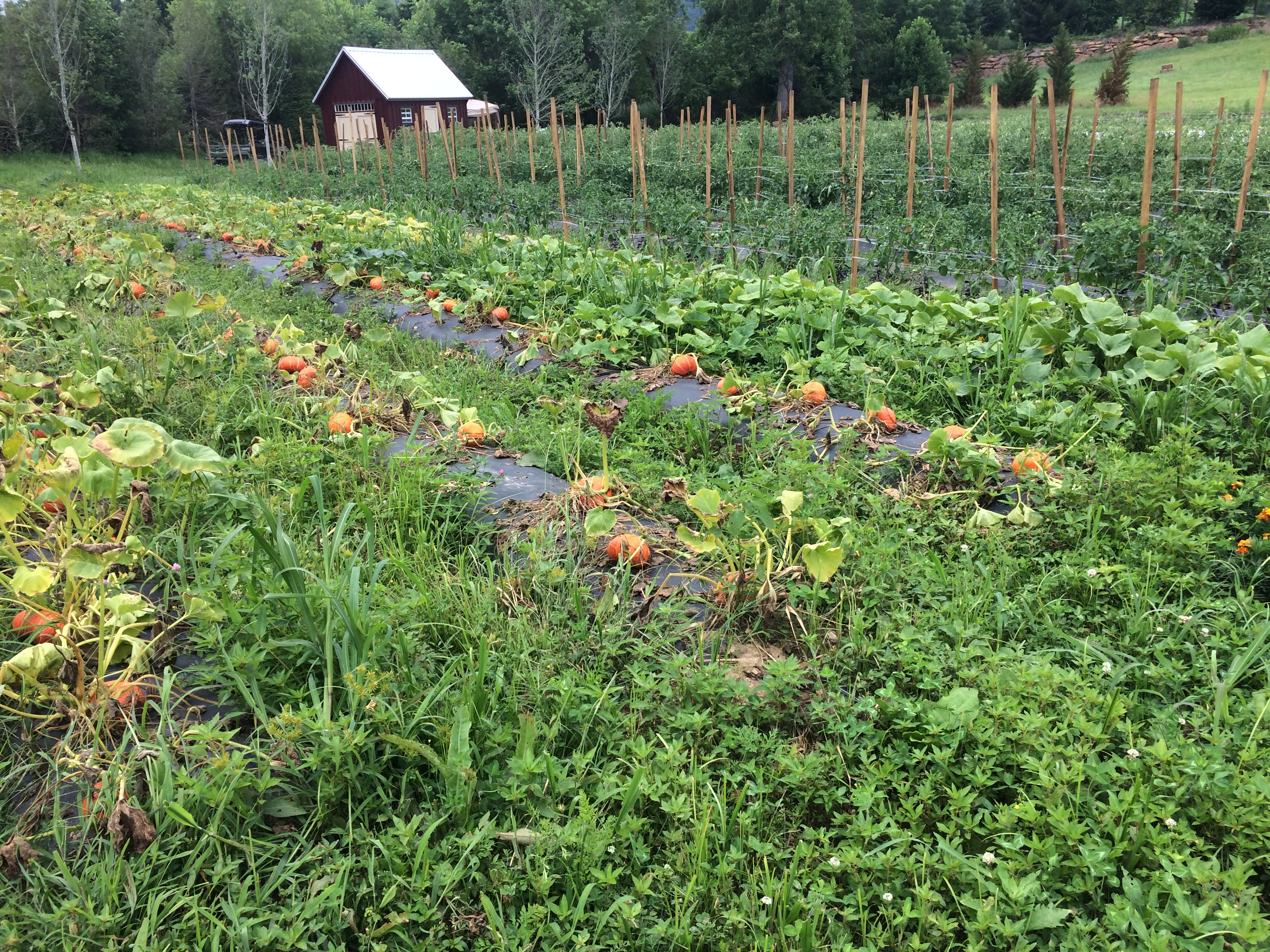 Squash and Pumpkins