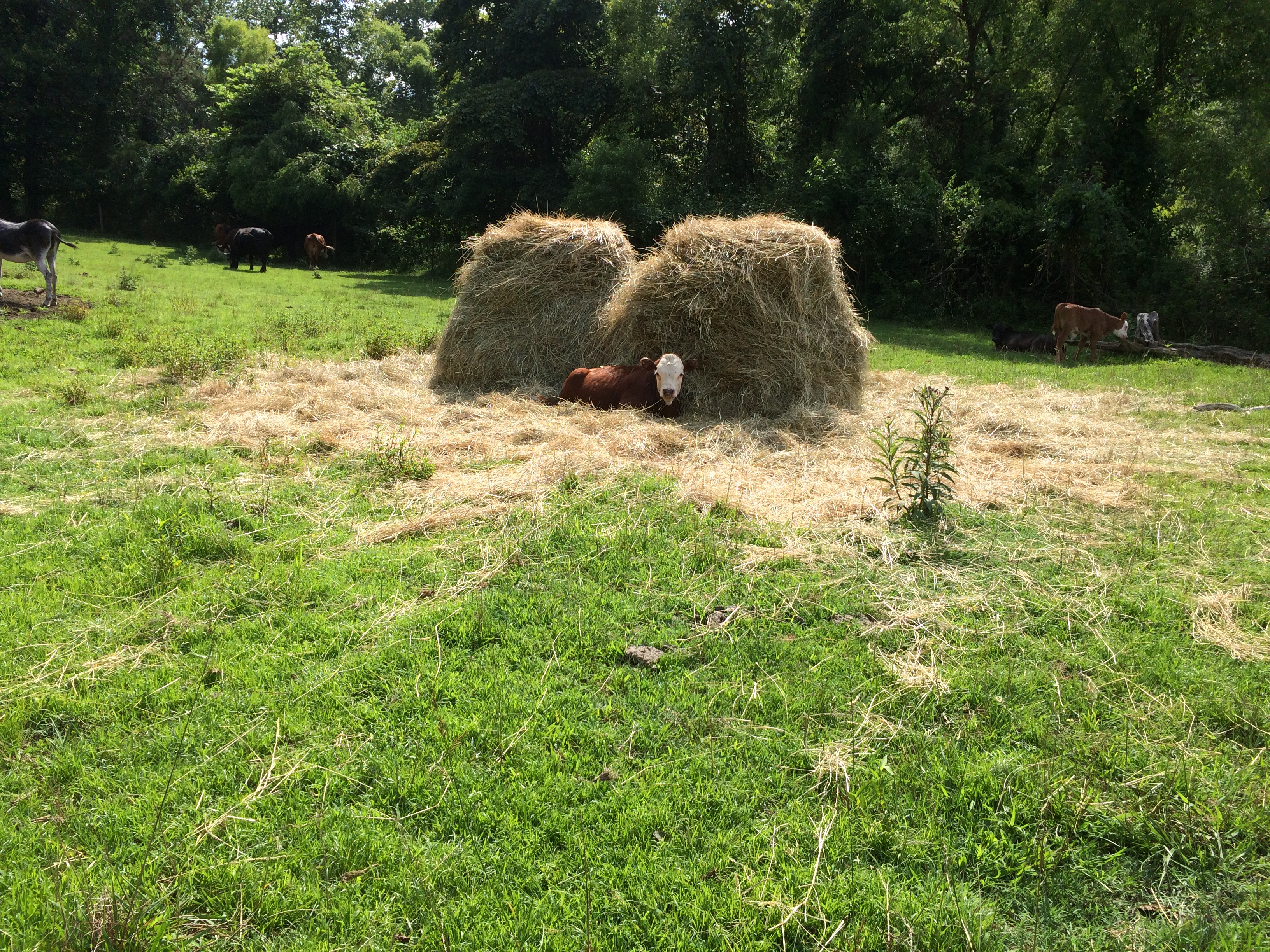 Farm View