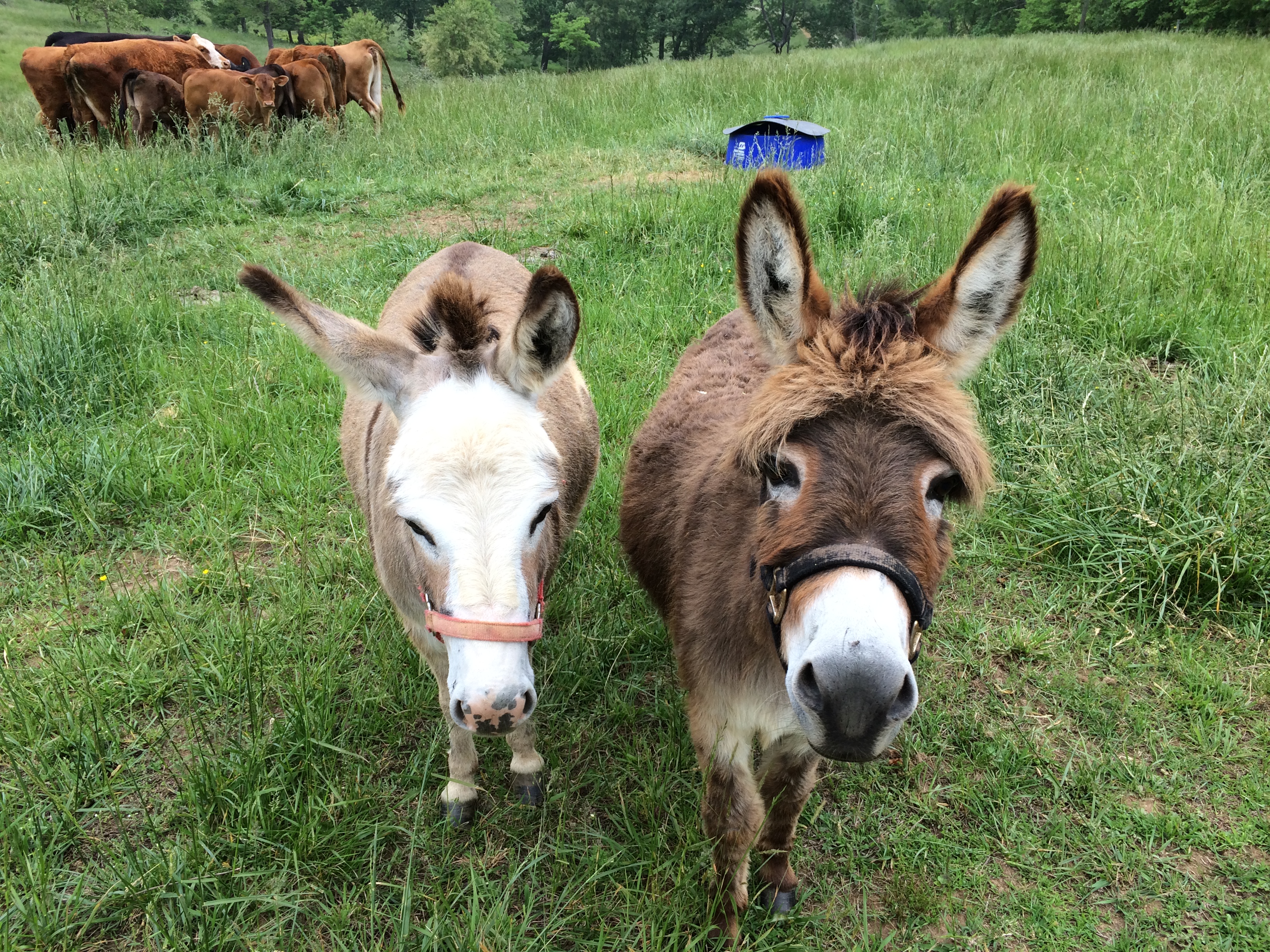Miniature Donkeys