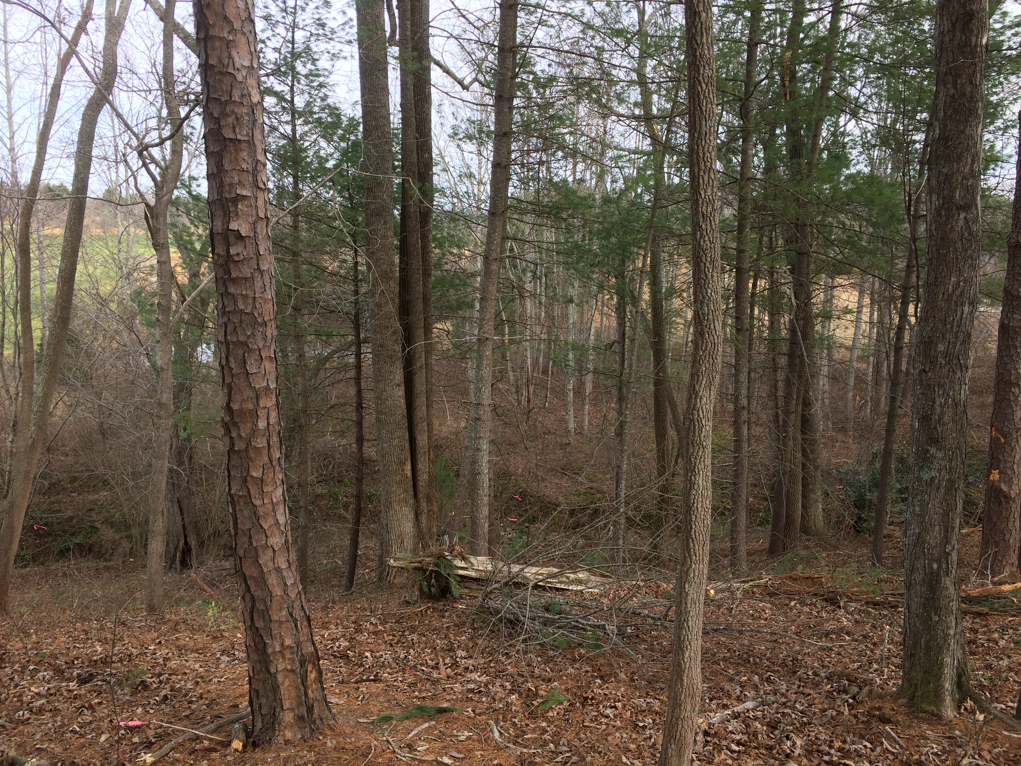 Lot 1 view east, woods and creek
