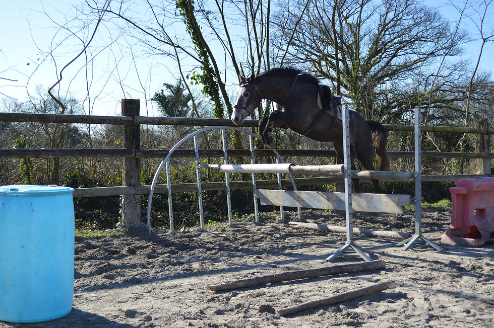 Baroudeur de Thurin (A Vendre)