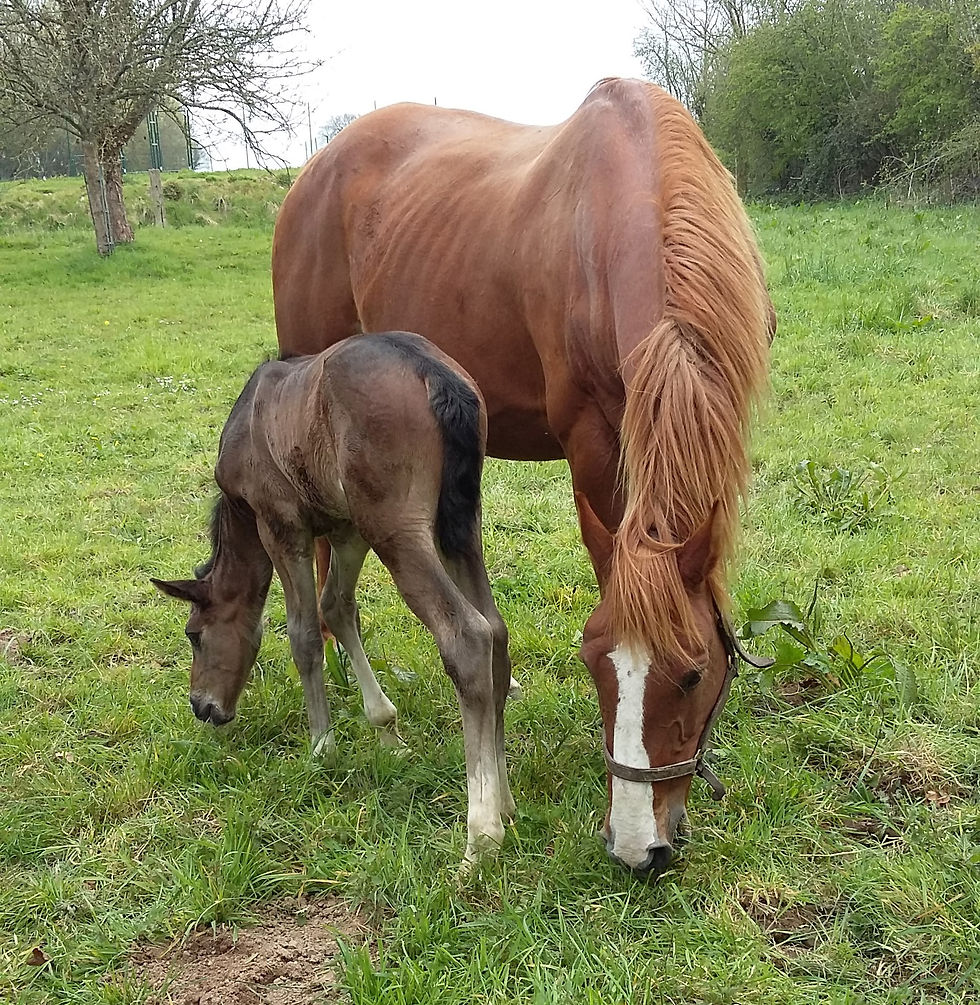 Glamour de Thurin (A vendre)
