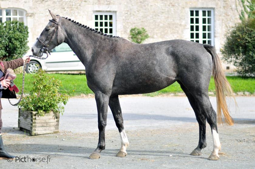 Aurore de Thurin (Vendu)