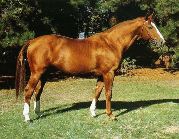 Leprince de Thurin (Vendu)