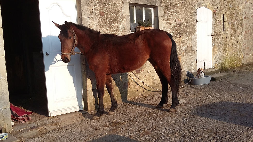 Etoile de Thurin (A vendre)