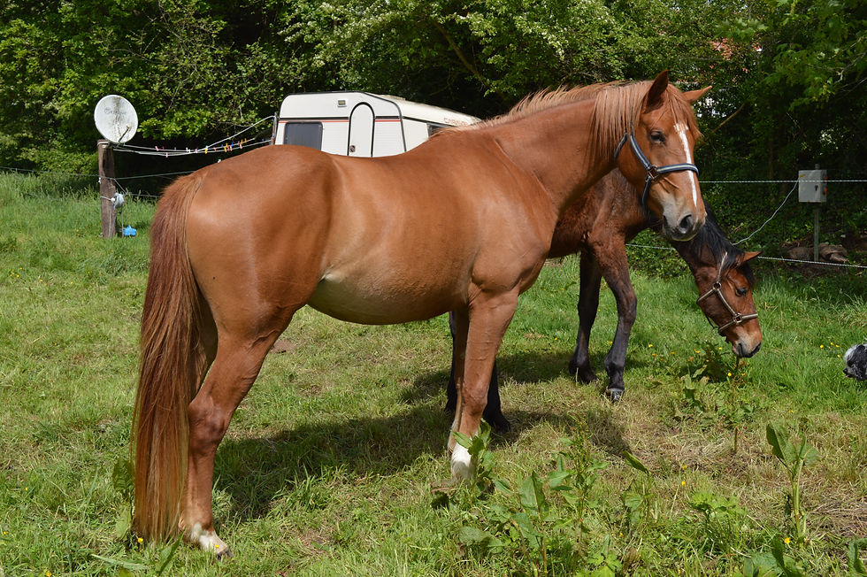 Chrisca de Thurin (VENDU)