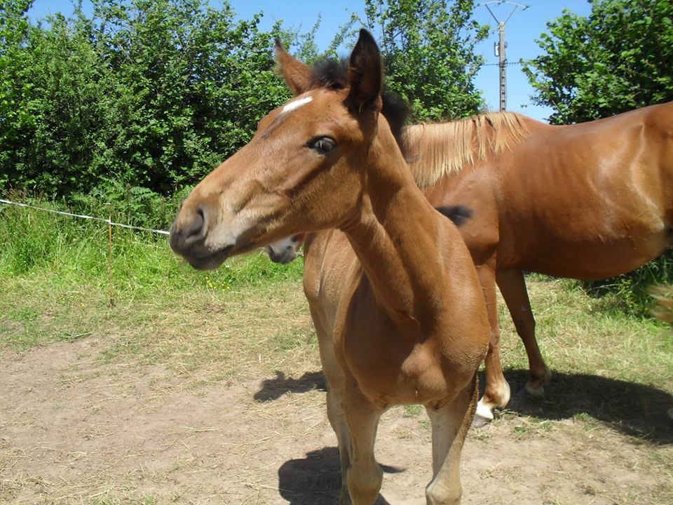 Etoile de Thurin