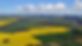 Canola_Fields_(Cowra).jpg
