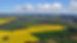 Canola_Fields_(Cowra).jpg