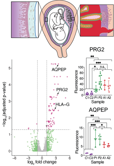 Zhang et al. 2022 Biol Reprod