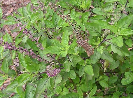 Holy Basil (Ocimum Sanctum).jpg