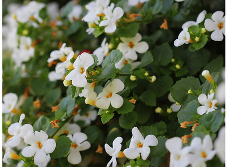 Bacopa Monnieri.jpg