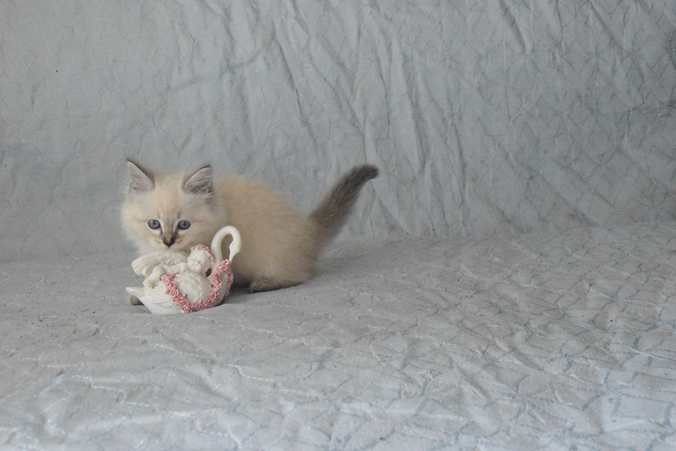 Arabella Ellbrante | Neva Masquerade kittens