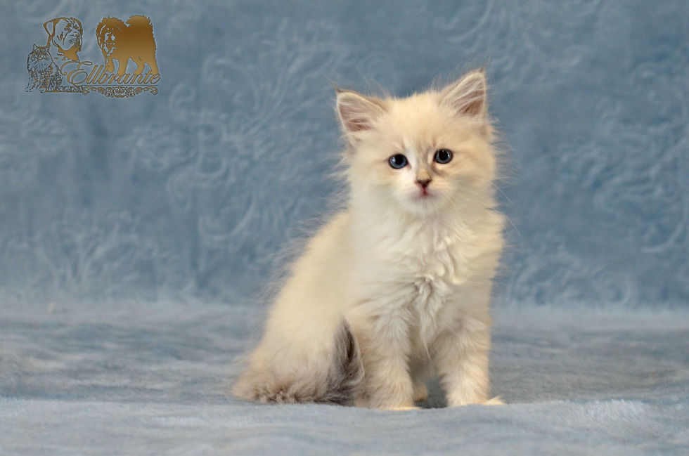 Estelle Ellbrante | Neva Masquerade kittens