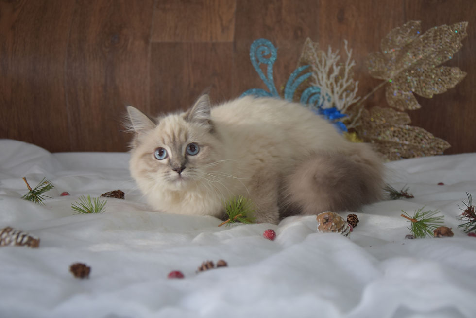 Arabella Ellbrante | Neva Masquerade kittens