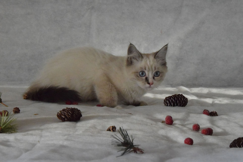 Aristocrat Ellbrante | Neva Masquerade kittens