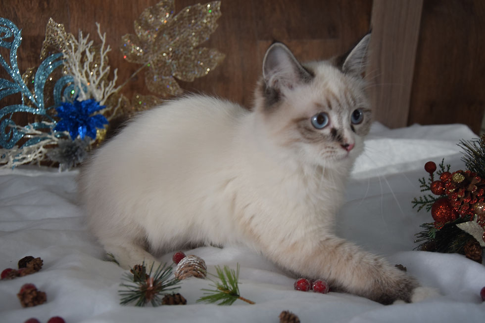 Aristocrat Ellbrante | Neva Masquerade kittens
